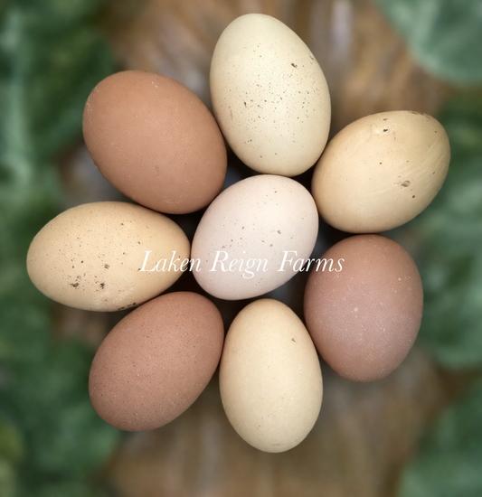 Earth Toned Hatching Eggs