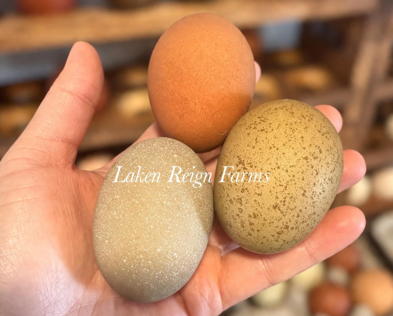 Earth Toned Hatching Eggs