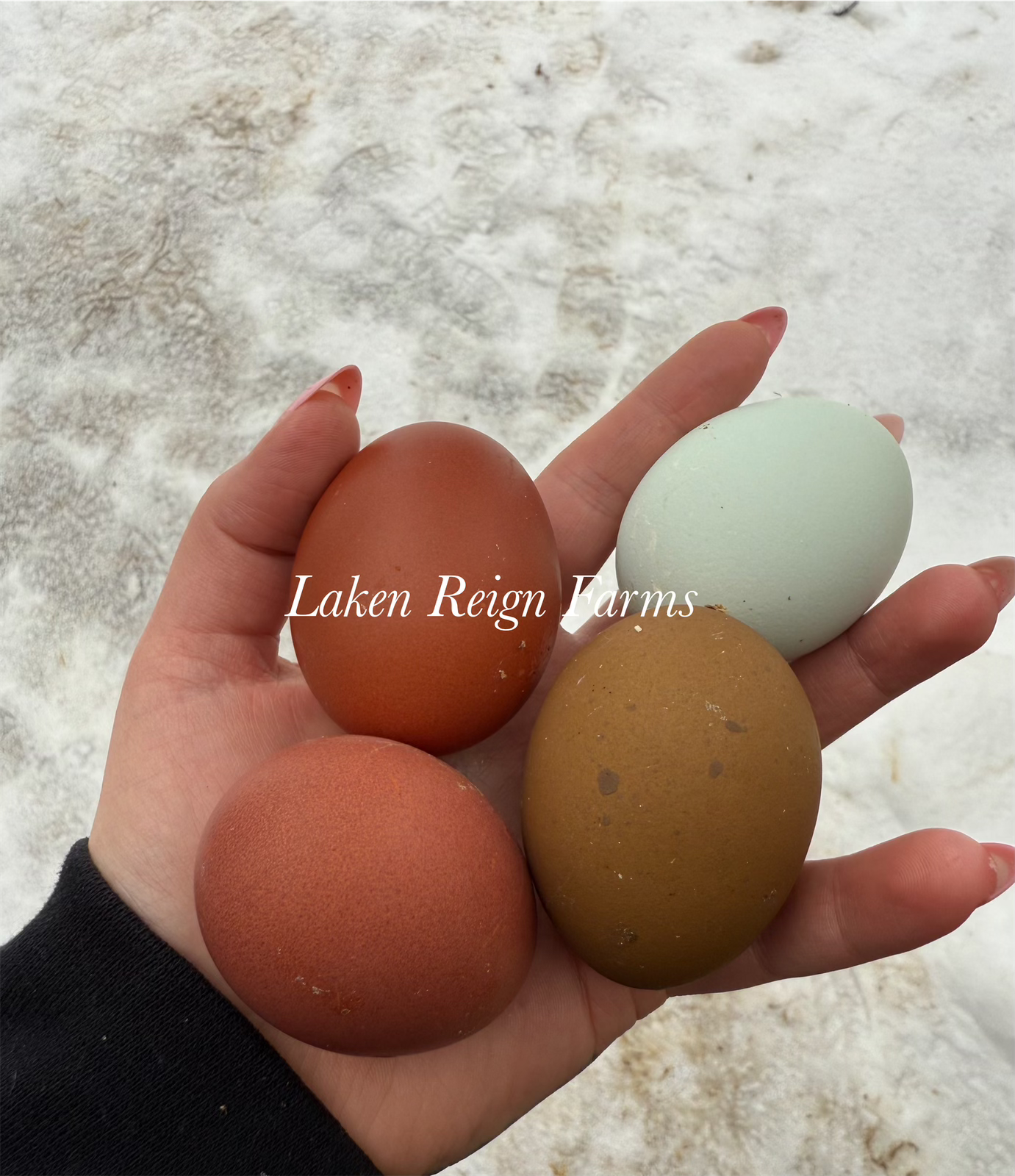 Rainbow Hatching Eggs