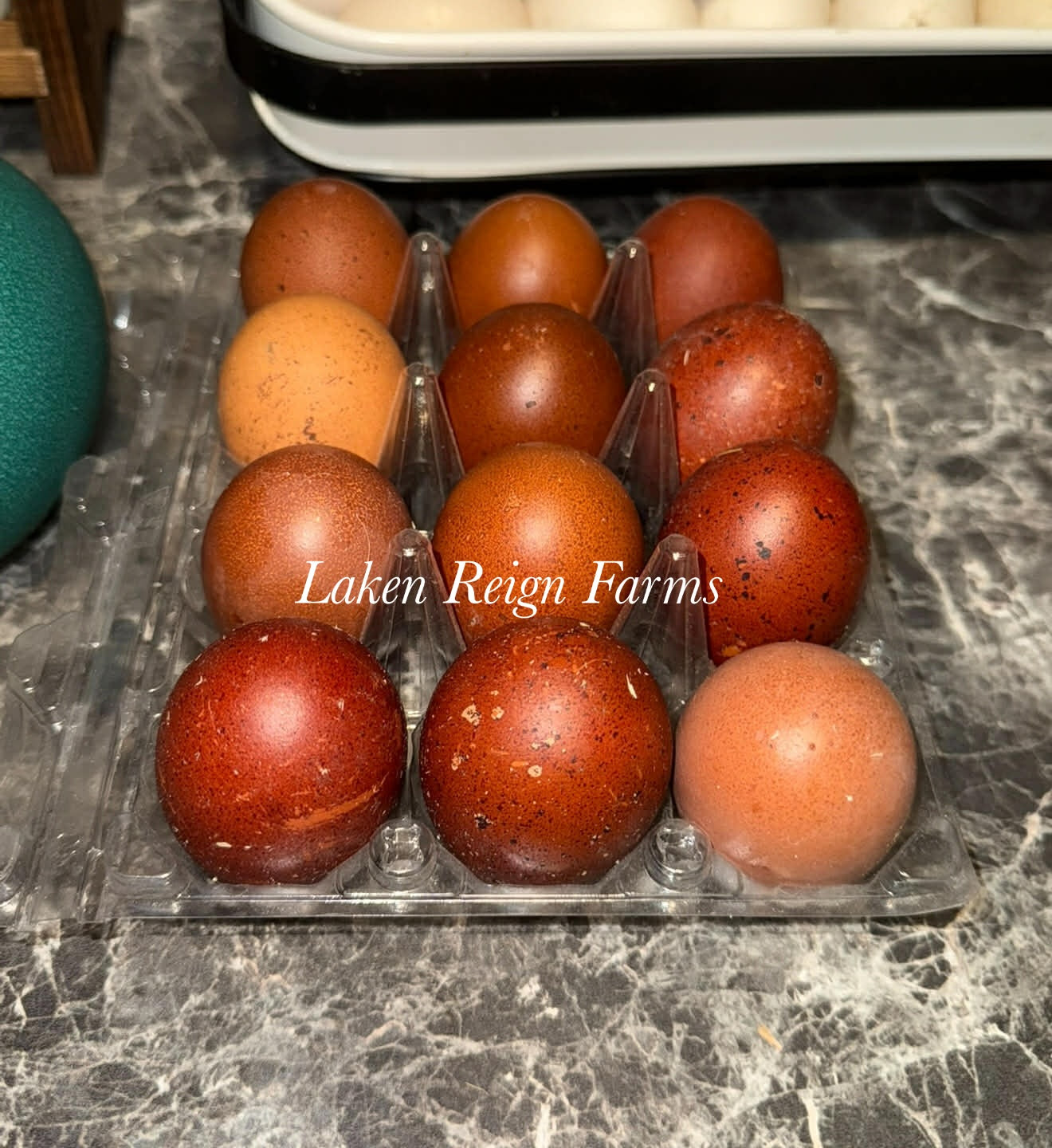 Black Copper Marans