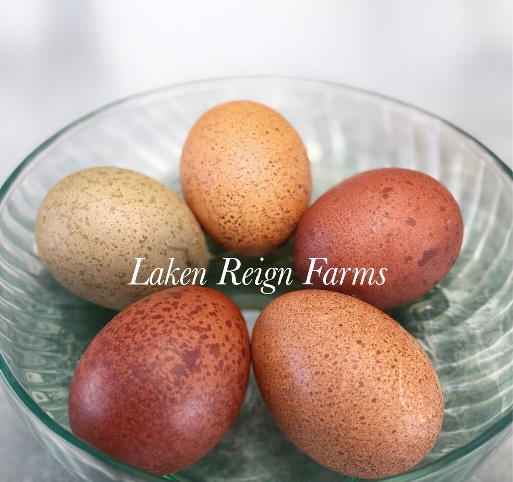 Earth Toned Hatching Eggs
