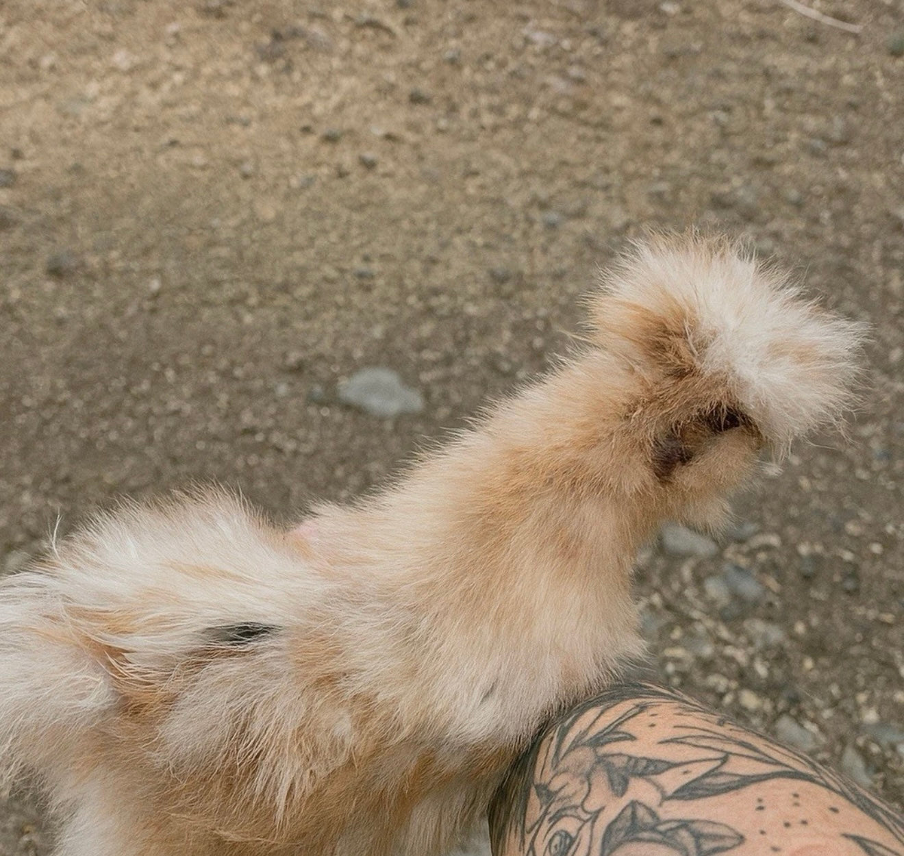 Calico Silkie Project Pen