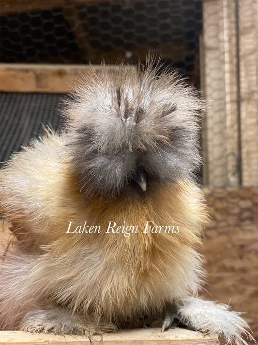 Calico Silkie Project Pen