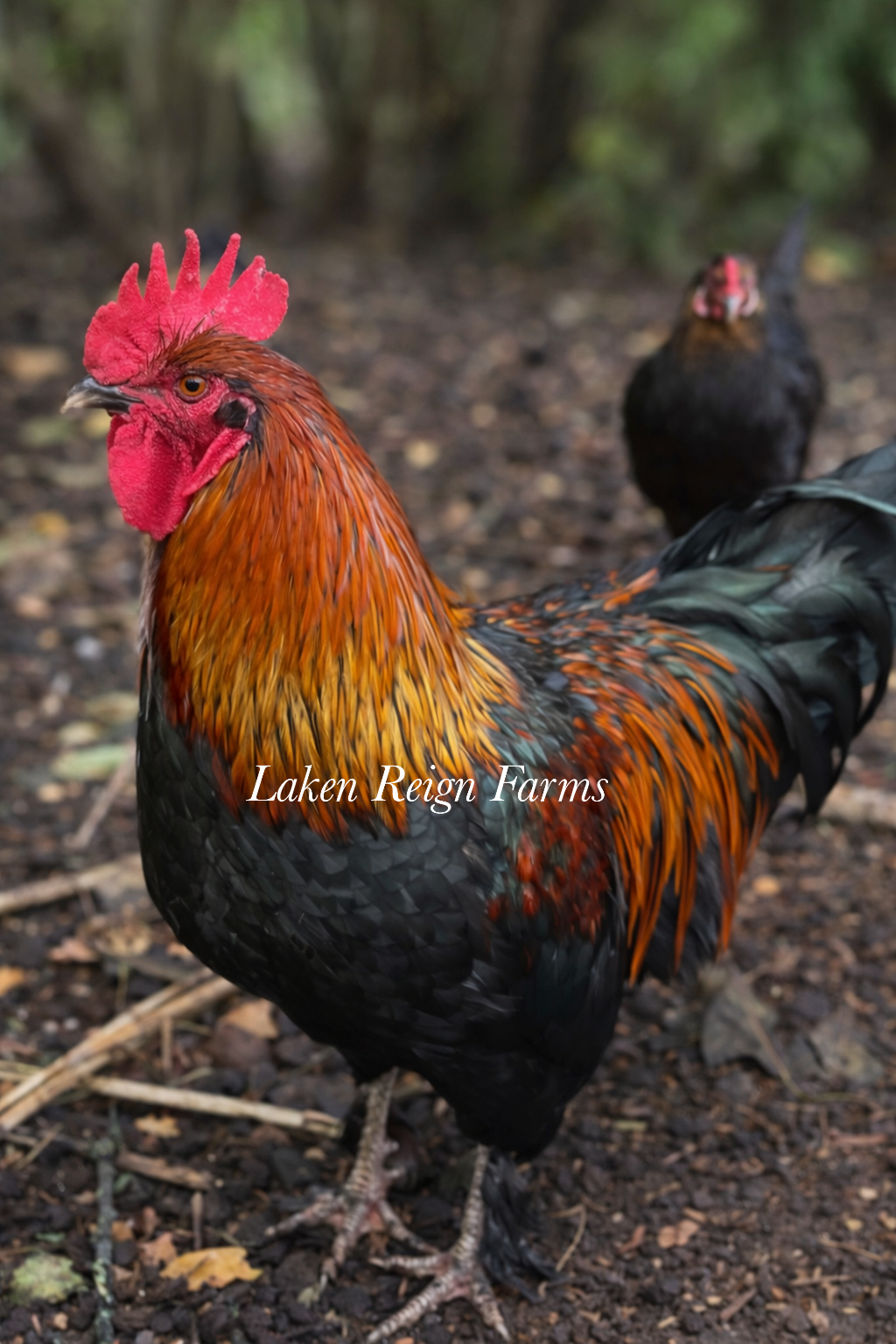 Black Copper Marans