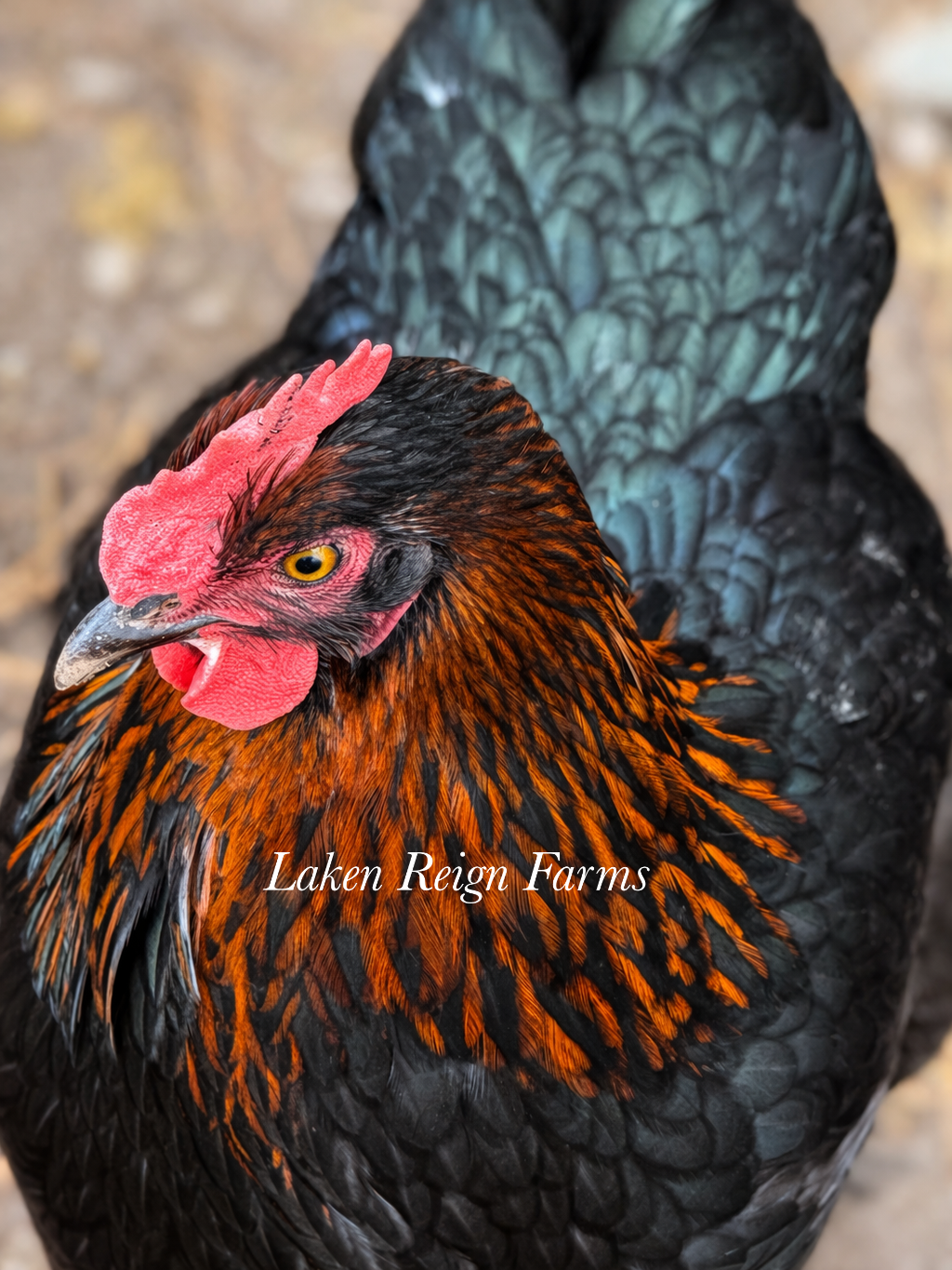 Black Copper Marans