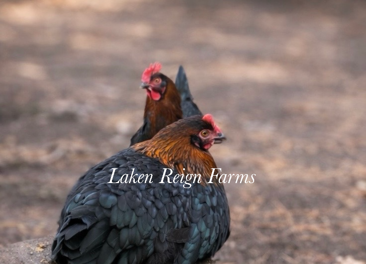 Black Copper Marans
