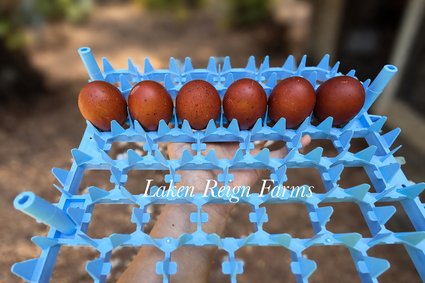 Black Copper Marans