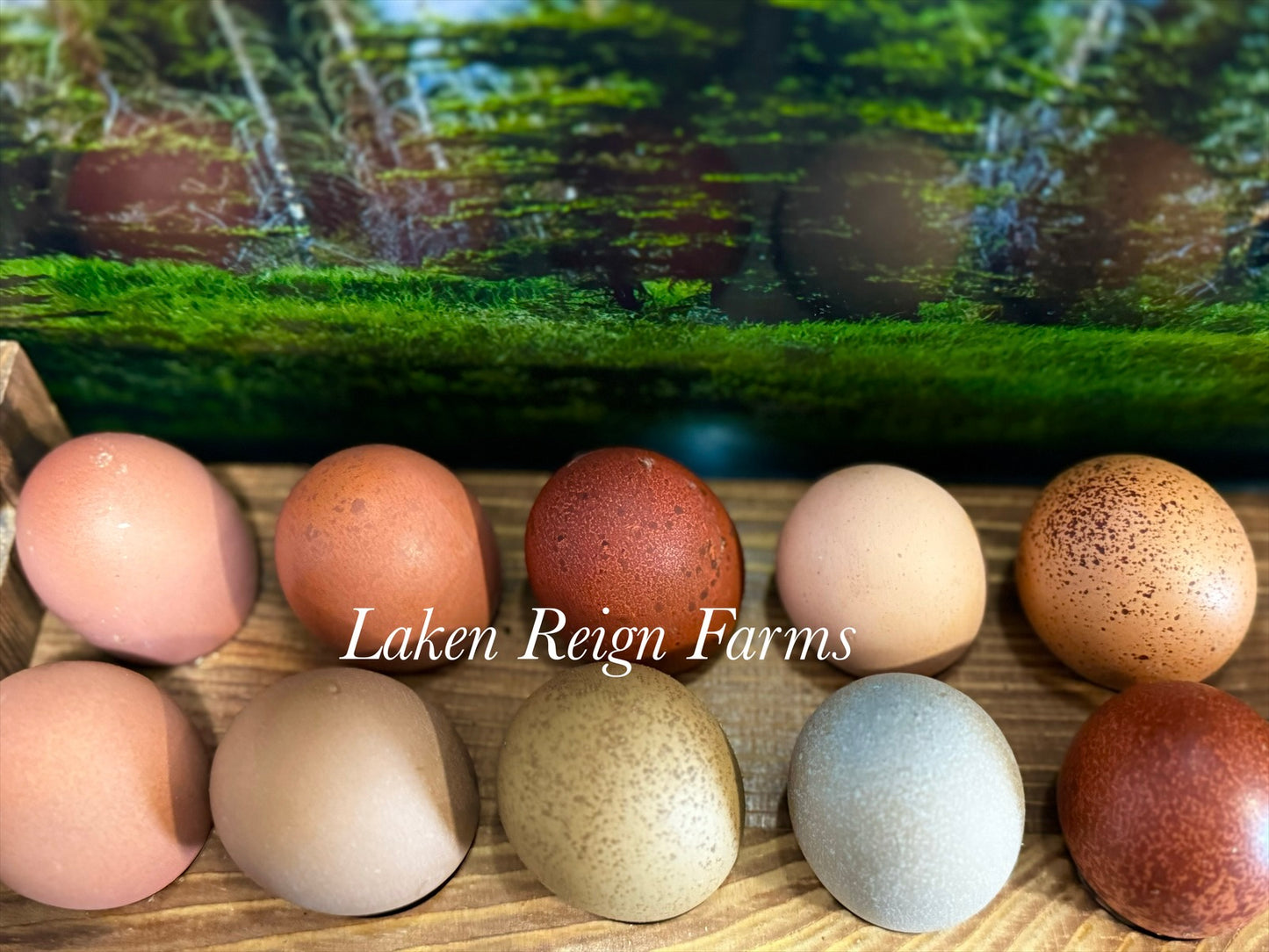 Rainbow Hatching Eggs