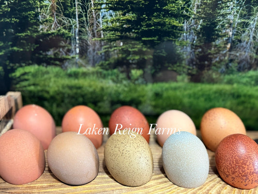 Rainbow Hatching Eggs