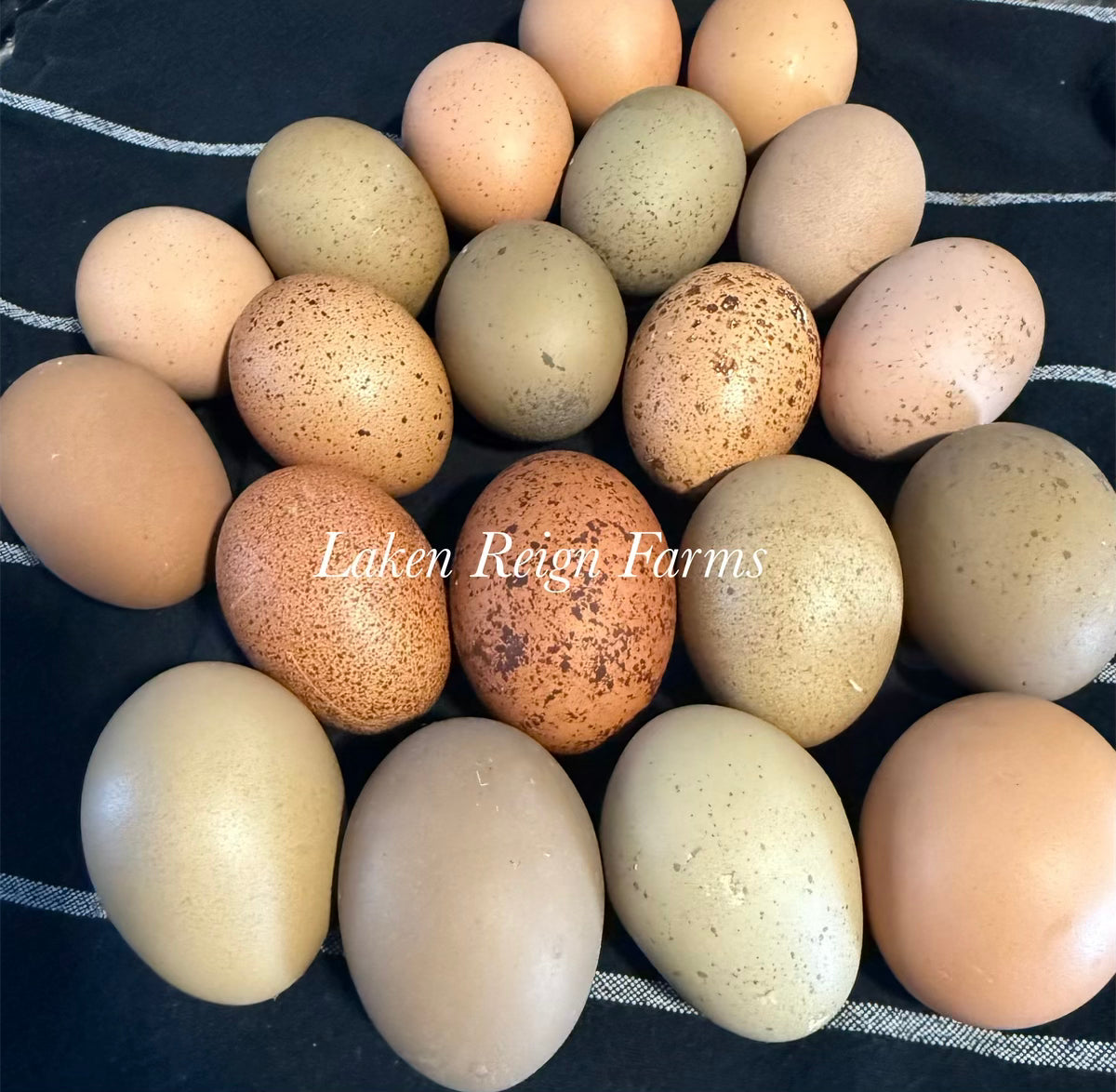 Earth Toned Hatching Eggs