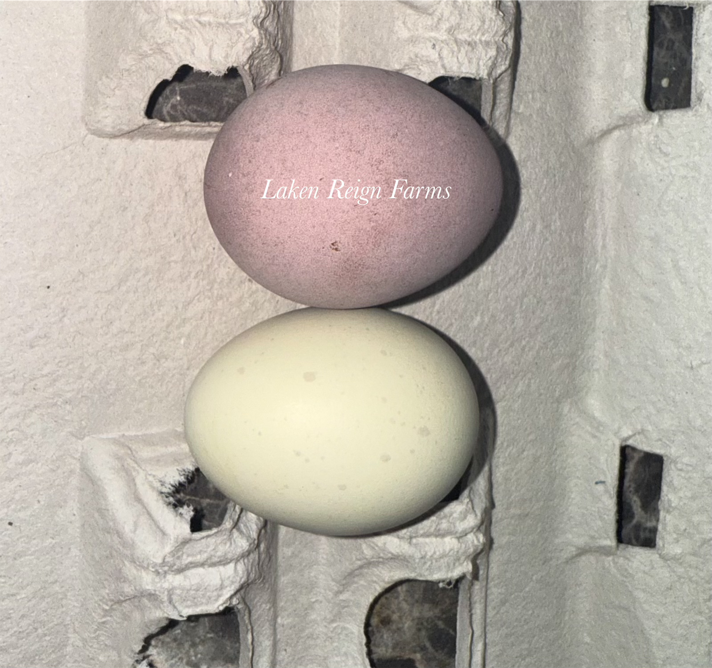 Rainbow Hatching Eggs