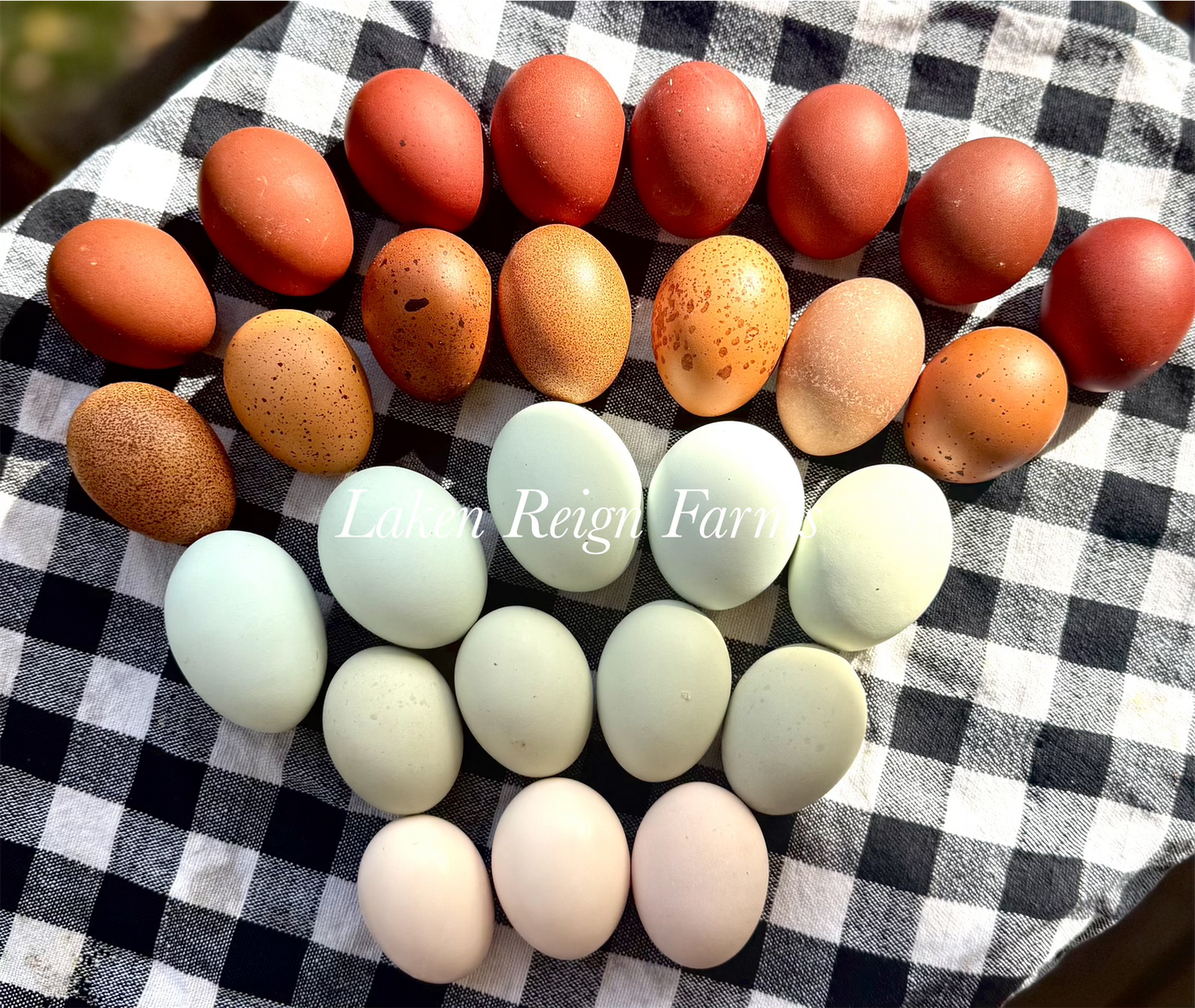 Rainbow Hatching Eggs