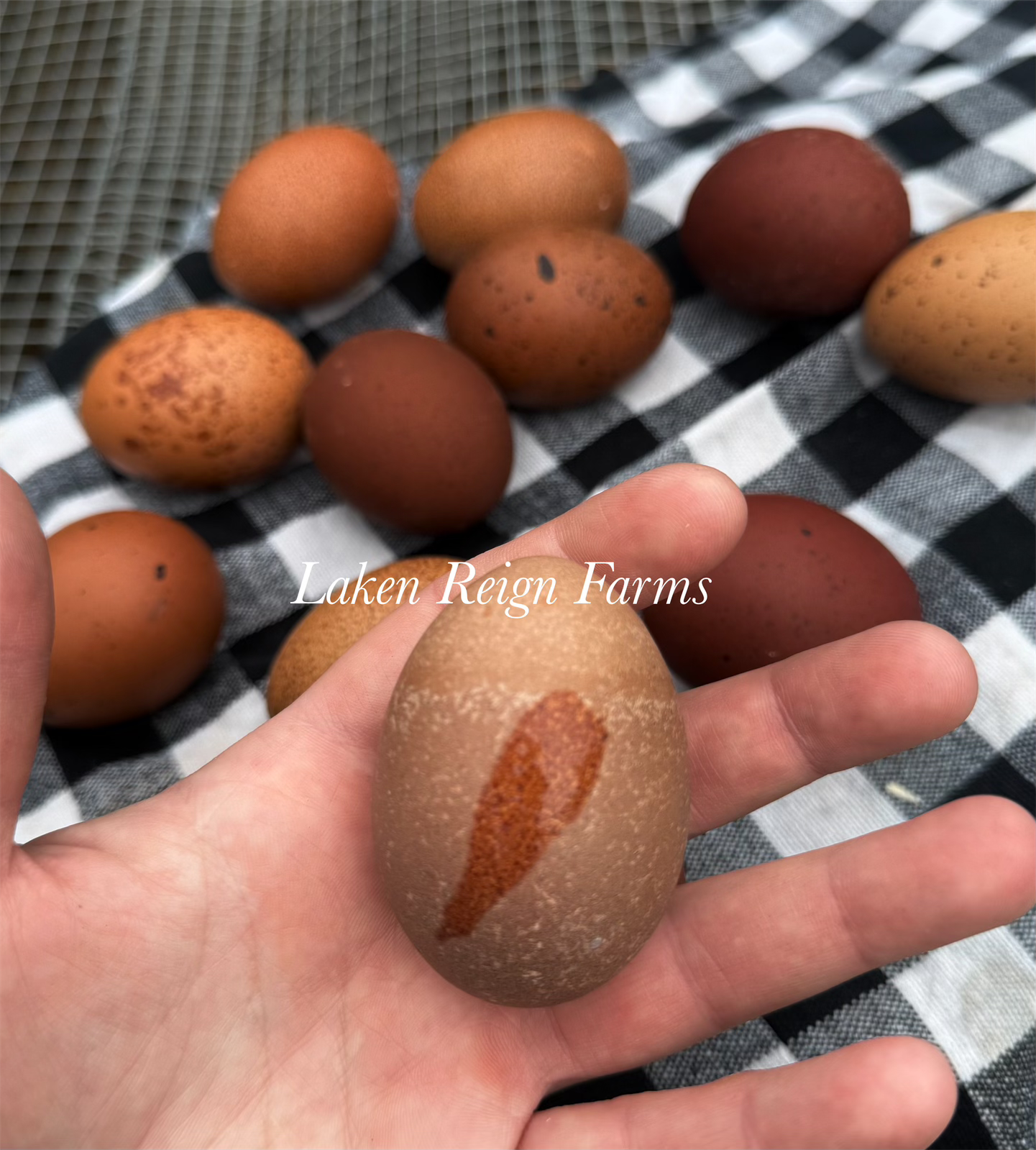 Black Copper Marans