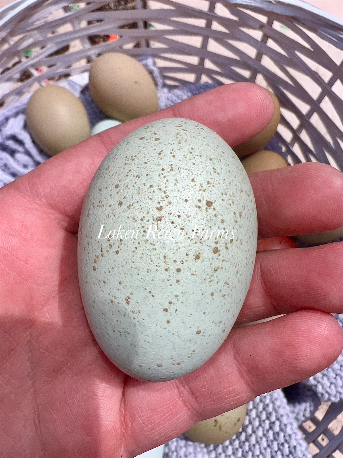 Rainbow Hatching Eggs