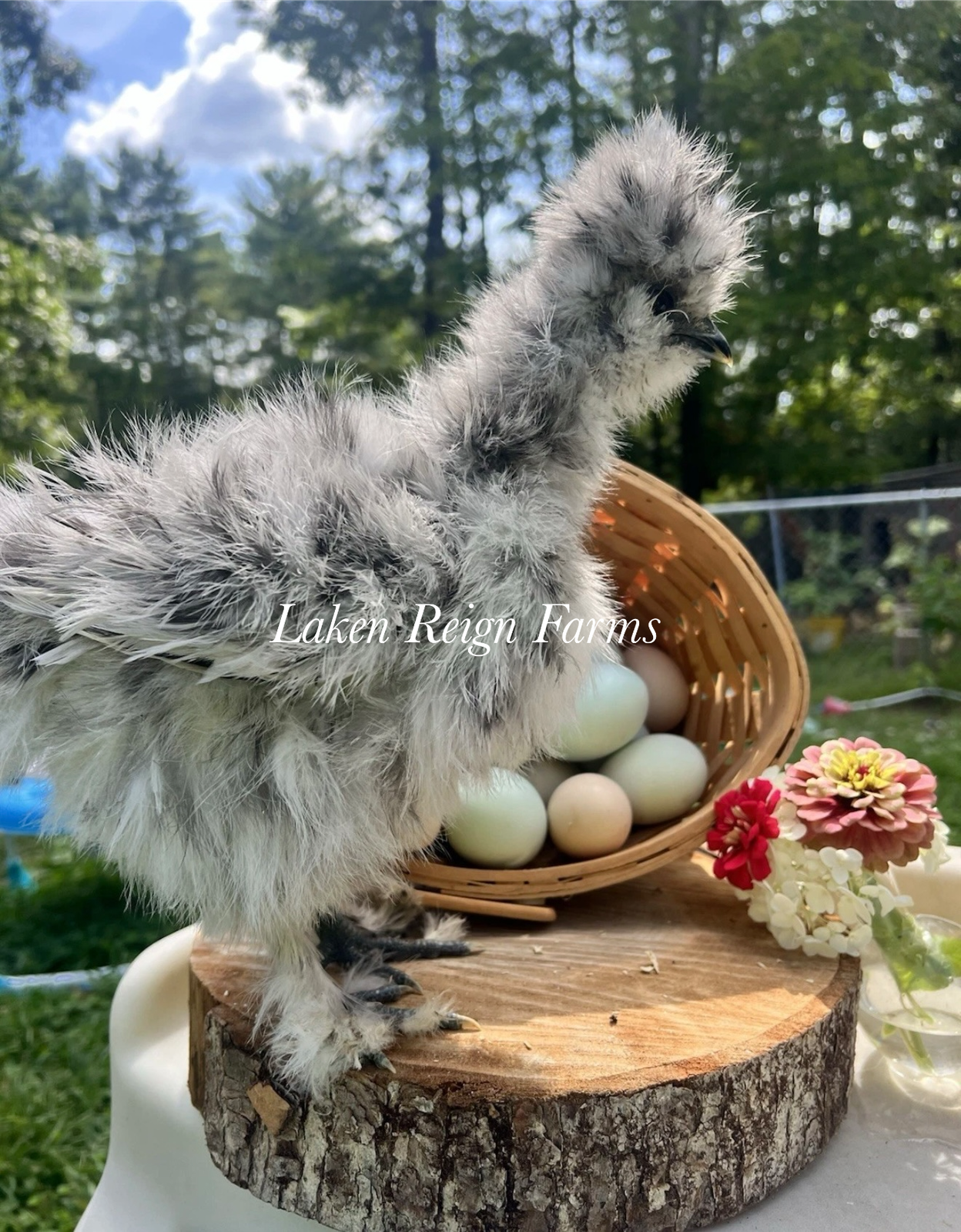 Calico Silkie Project Pen