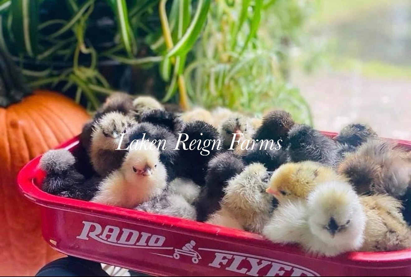 Calico Silkie Project Pen