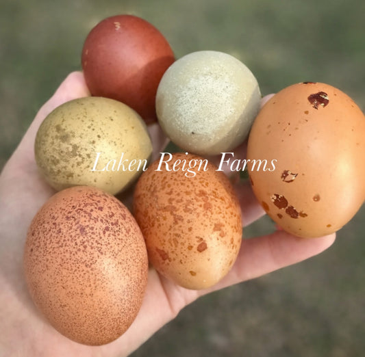 Earth Toned Hatching Eggs